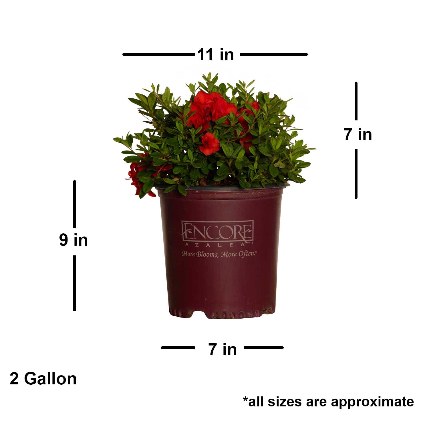 Encore Azalea Autumn Embers (2 Gallon) Red Pink Flowering Shrub - Full Sun Live Outdoor Plant