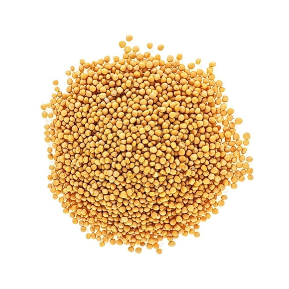 Bulk Whole Yellow Mustard Seeds (12 Ounces)