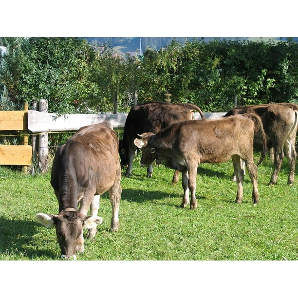 Young Cattle Allg A A A A A Nbsp A A Sa A A Sa A A A U Cows Inch By 30 Inch Laminated Poster With Bright Colors And Vivid Imagery Fits Perfectly In Many Attractive Frames Walmart Com Walmart Com