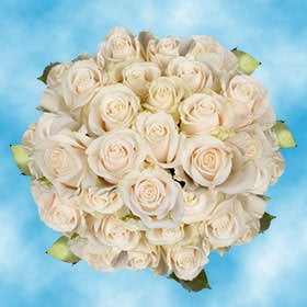 GlobalRose 100 Fresh Cut Ivory White Roses - Vendela Roses - Fresh Flowers For Birthdays, Weddings or