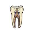 thumbnail image 3 of Realistic Tooth Anatomy Stickers, Waterproof Tooth Anatomy Sticker for Water Bottle Laptop Phone Cases Planner Skateboard Luggage Helmet Party Favor Decor, Ideal for Adults Teens Teacher Rewards, 3 of 9