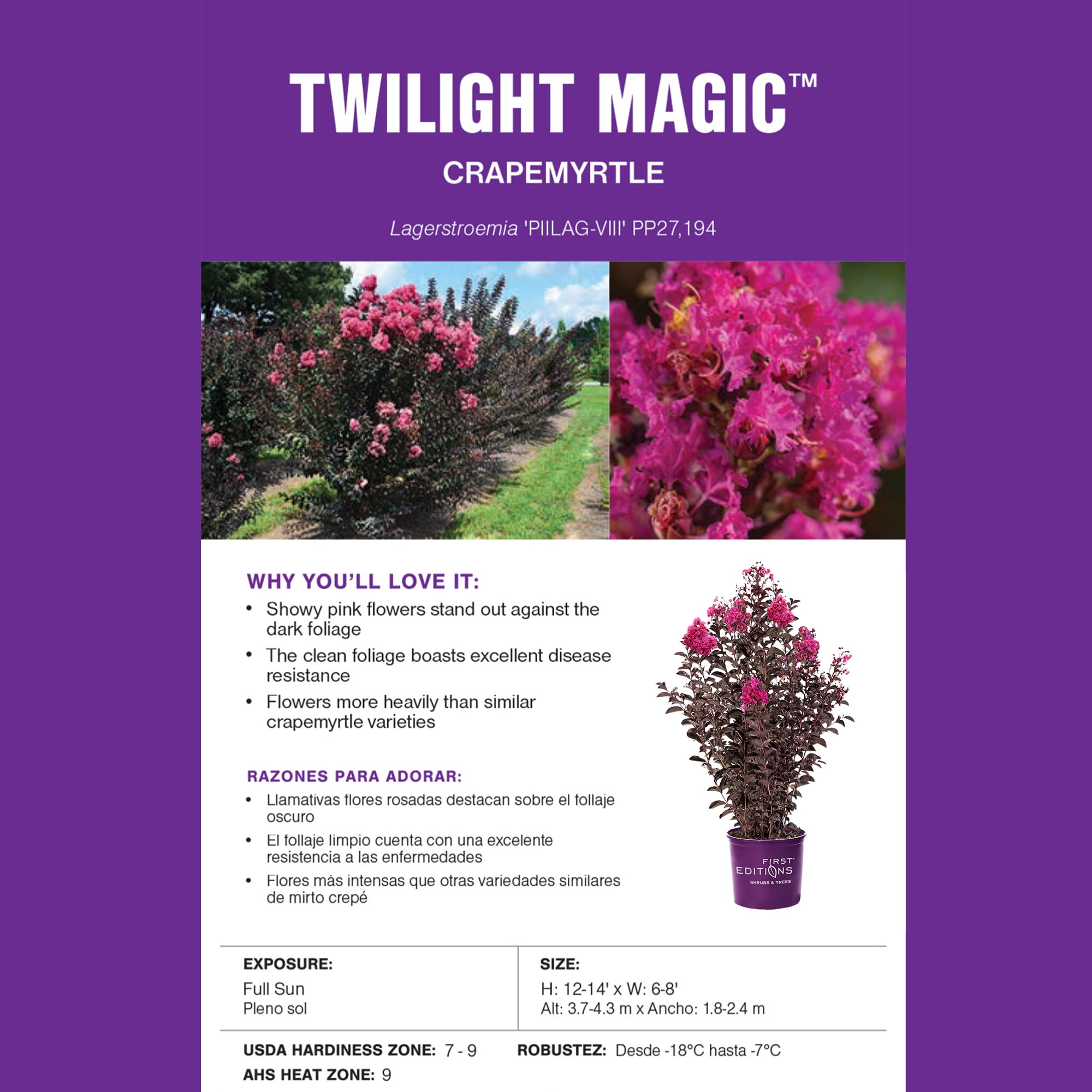 First Editions Crape Myrtle Twilight Magic Live Shrub in 5-Gallon Grower Pot