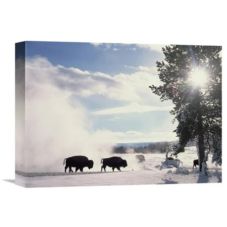 Global Gallery Two American Bisons in Winter Yellowstone National Park Wyoming Wall