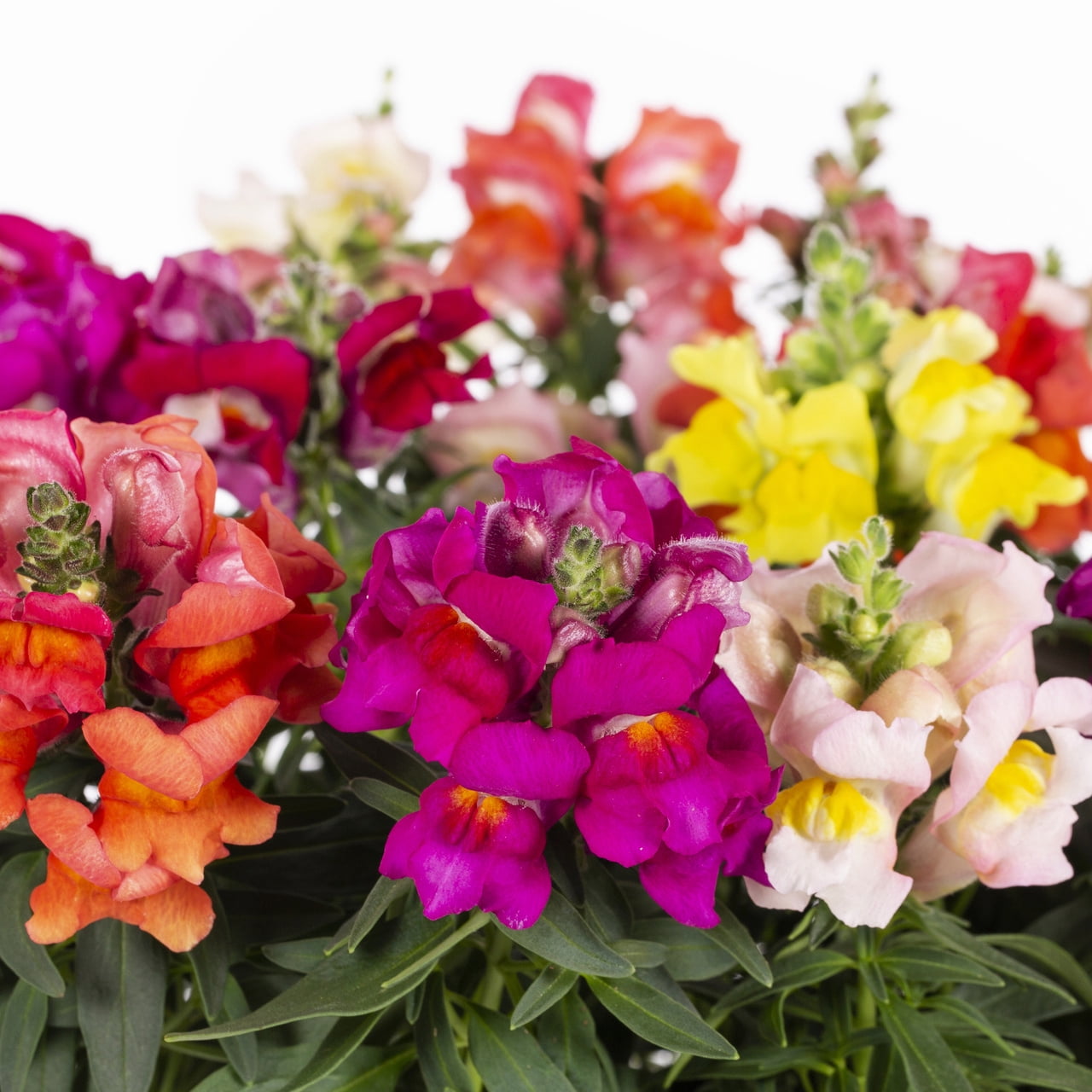 Expert Gardener Snapdragon Live Annual Plant, Multicolor, 1 Pint Grower Pot, Full Sun, 6-Pack