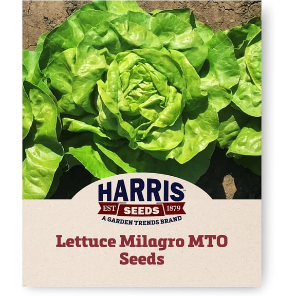 Harris Seeds Lettuce Milagro MTO Organic, Dark Green Butterhead, 50 Count