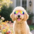 thumbnail image 2 of Gafas para Perros NAMSAN Antipolvo y Anti-UV para Perros Medianos y Grandes, 2 of 8