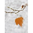 thumbnail image 2 of Flaherty, Dennis 11x14 Gold Ornate Wood Framed with Double Matting Museum Art Print Titled - Lone leaf clings to a snowy sycamore tree branch, 2 of 4