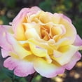 thumbnail image 2 of National Plant Network Bare Root Peace Rose (3-Pack), 2 of 10