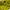 Gold, variant on Zoom Baby Brush Hog 4'' Junebug Red 12pk