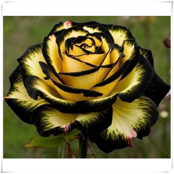 Rose, Sun Plant for Garden-Easy Grow-Low Maintenance-Ideal for Beds Borders, Plant Pots & Planters