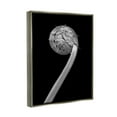 thumbnail image 4 of Stupell Industries Fiddlehead Fern on Black Botanical & Floral Photography Gray Floater Framed Art Print Wall Art, 17 x 21, 4 of 10