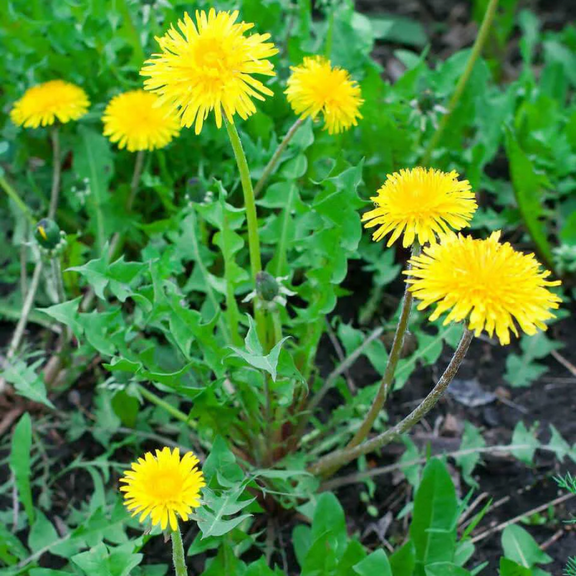 Live Dandelion Plant in Pot, 4 to 6 Inch Takk  Herb for Garden, Perennial Green
