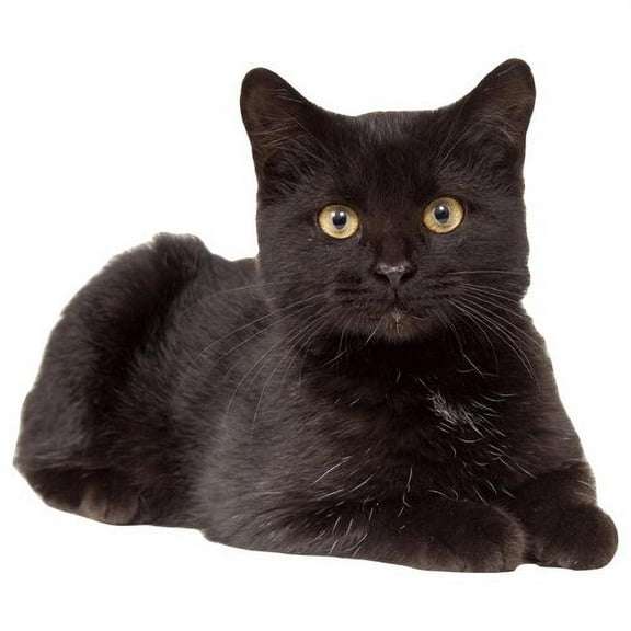 Wallhogs Cat IV Cutout Wall Decal