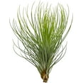 thumbnail image 6 of ragnaroc Air Plants - Tillandsia Andreana, Large 4-6" - 5ct - Live Arrival Gauranteed - House Plants for Home Decor & Gift, 6 of 7