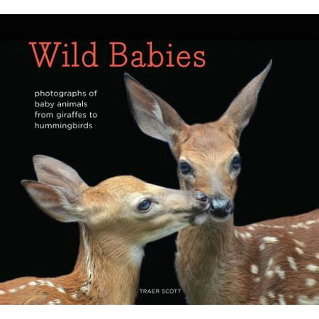 Hummingbirds Animals - Wild Babies : Photographs of Baby Animals from Giraffes to Hummingbirds
