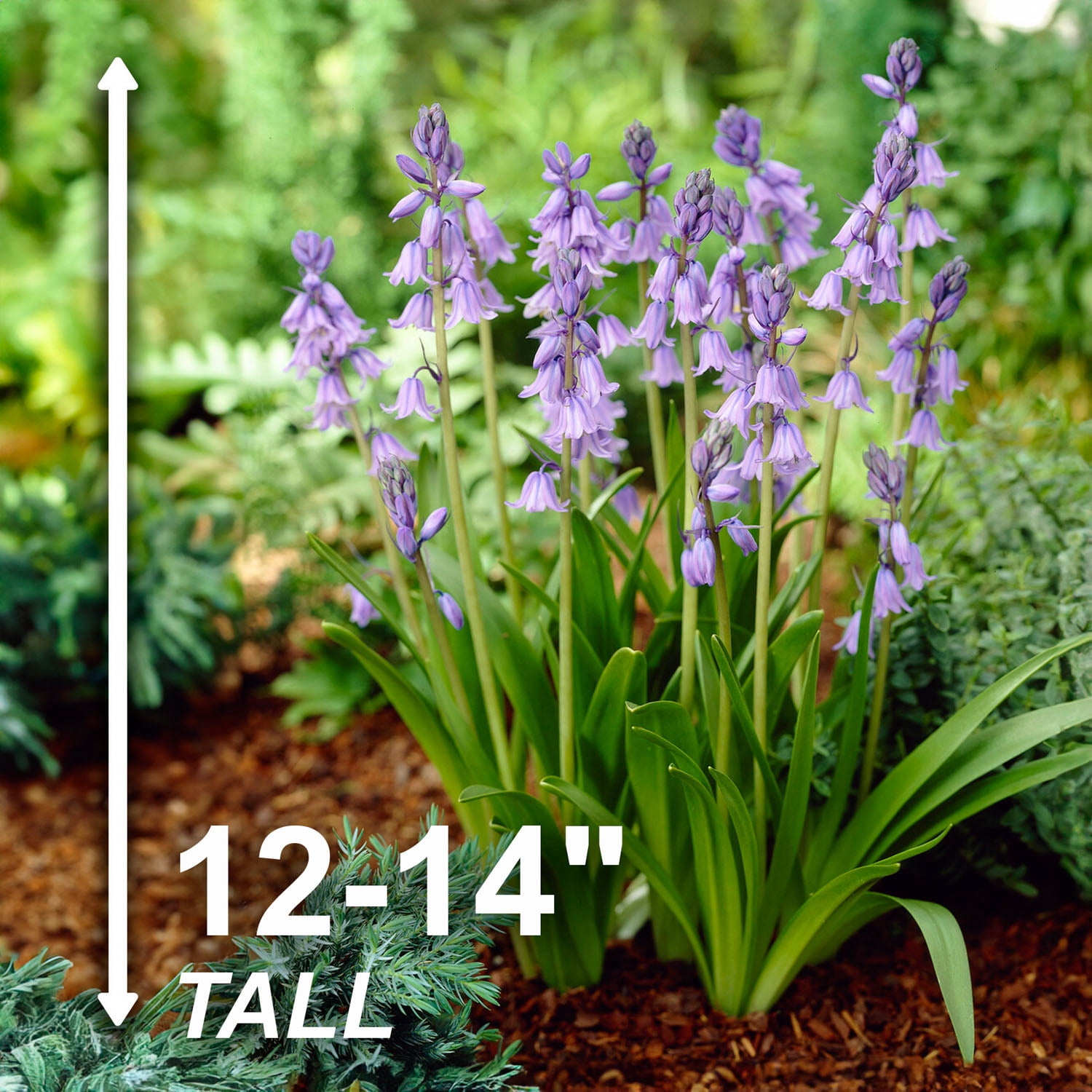 Garden State Bulb Blue Wood Hyacinth Flower Bulbs, 8/10cm, Fragrant (Bag of 50)