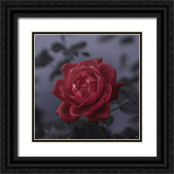 Lee, Judson 26x26 Black Ornate Wood Framed with Double Matting Museum Art Print Titled - Red Rose