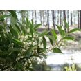 thumbnail image 4 of 20 AUSTRALIAN BLACKWOOD TREE Black Acacia Melanoxylon Wattle Yellow Flower Seeds, 4 of 4