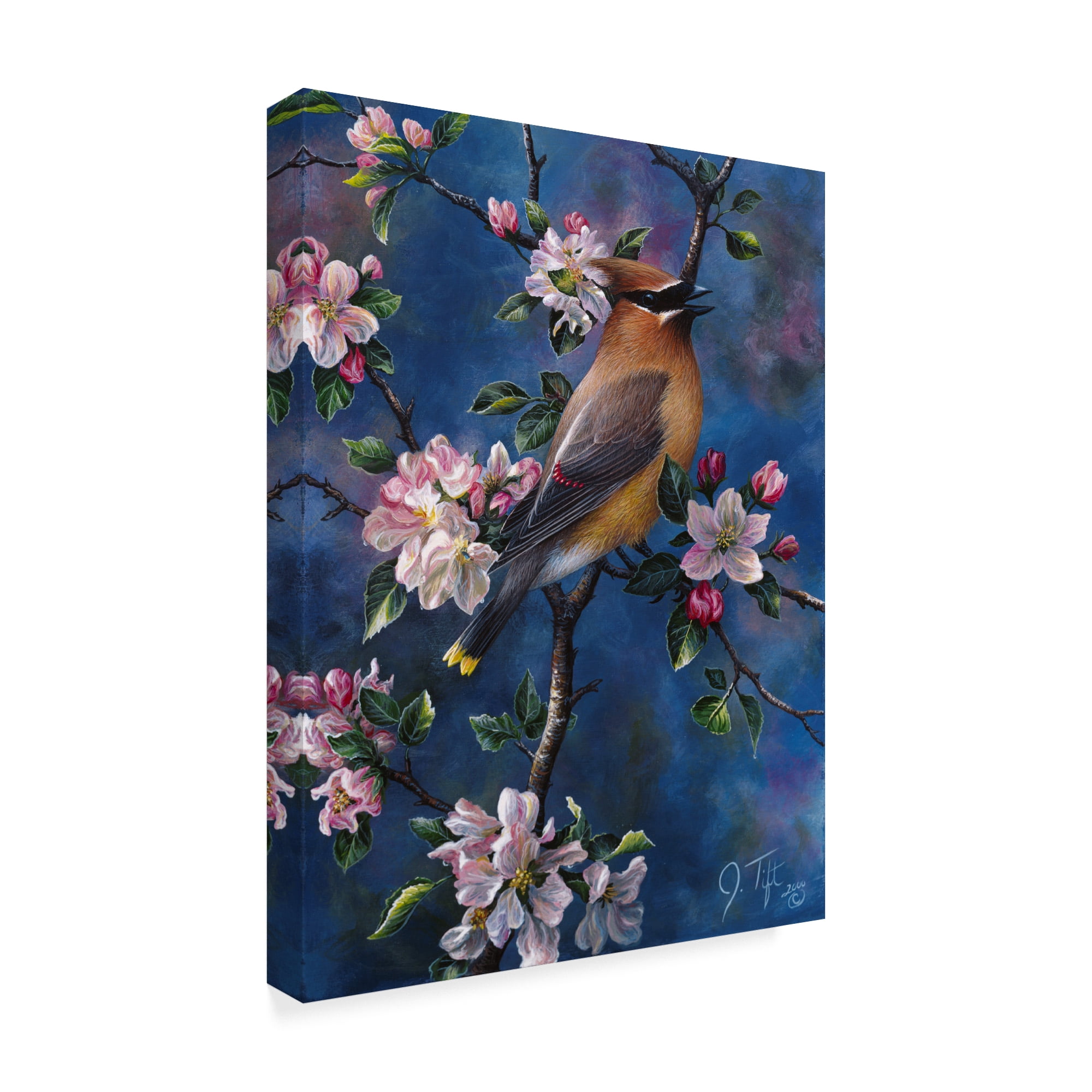 Trademark Fine Art 'Cedar Waxwing' Canvas Art by Jeff Tift