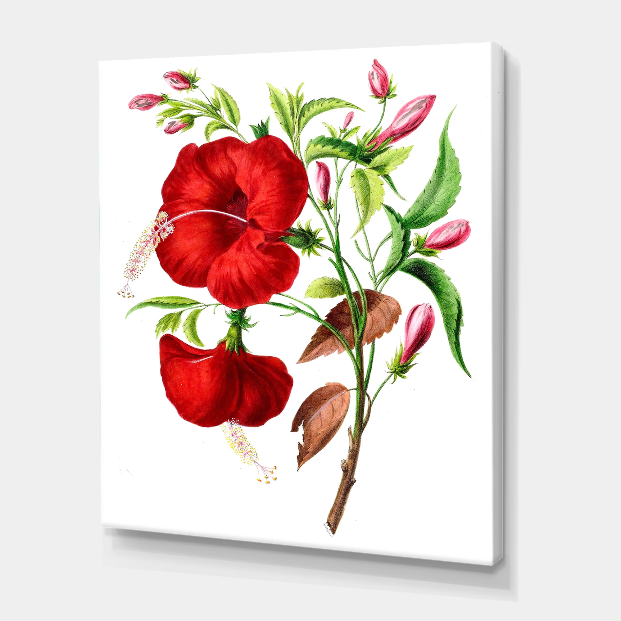 Designart ' Ancient American Flora I ' Traditional Canvas Wall Art Print
