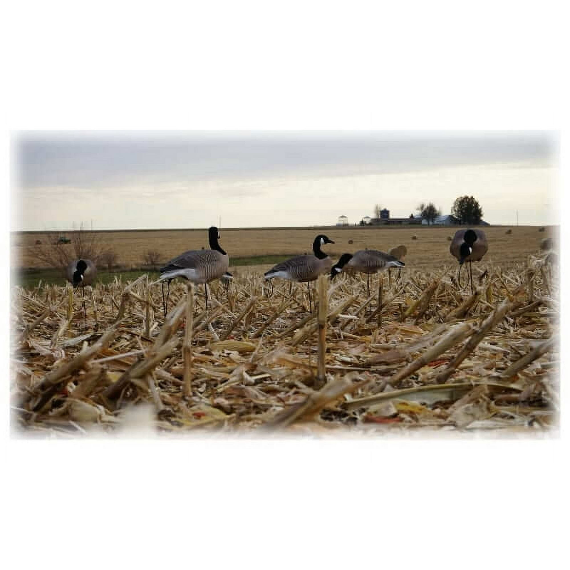 Mayhem Decoys Flocked Head Full Body Lesser Canada Goose Decoy Pack Walmart