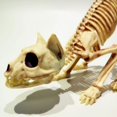thumbnail image 2 of 1 paquete Re esqueleto gato esqueleto torre de Halloween accesorios de decoración, 2 of 5