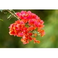 thumbnail image 2 of Jaynes Gallery 18x13 White Modern Wood Framed Museum Art Print Titled - Caribbean-Tobago Close-up of bougainvillea blossoms blossom, 2 of 4