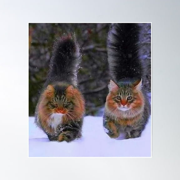 Beautiful Norwegian Forest Cats Poster Wall Art, Modern Wall Decor, 8x12 UNFRAMED
