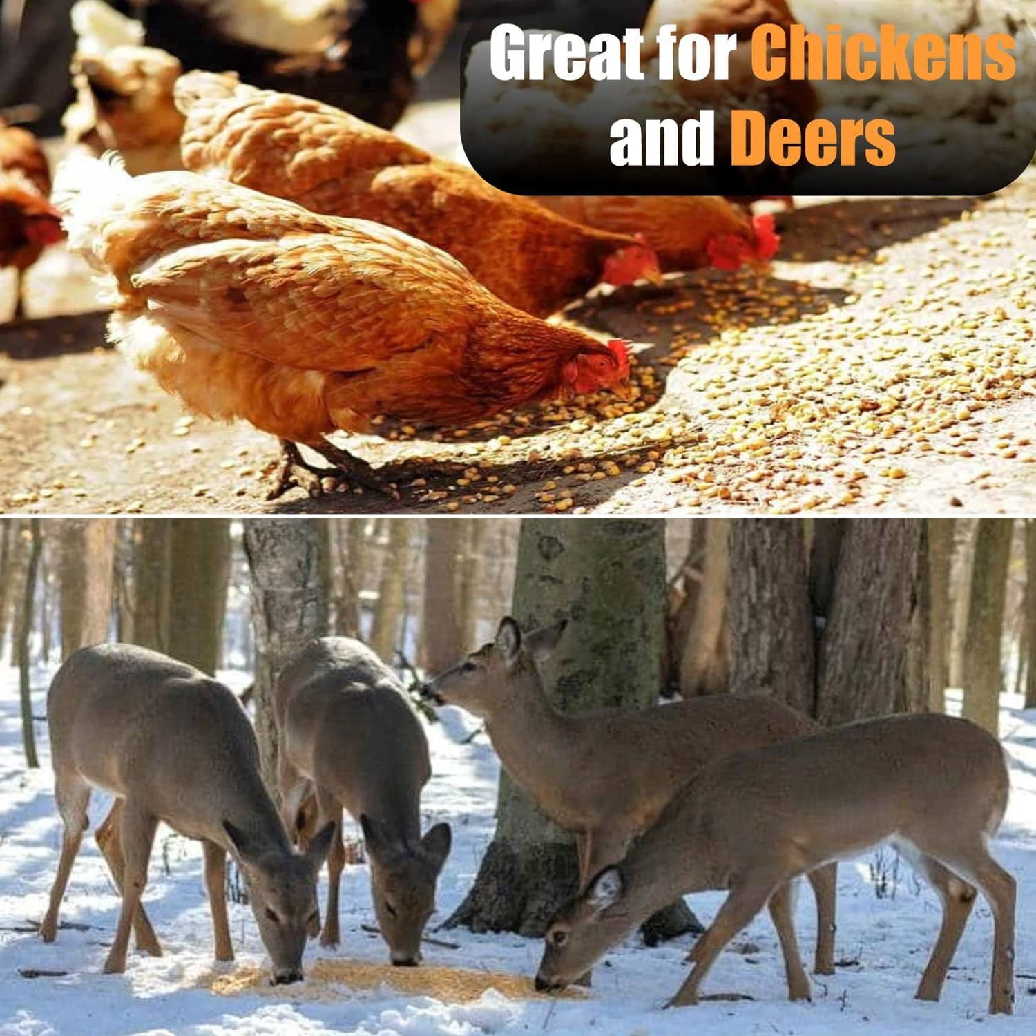 Old Potters Organic Premium Cracked Corn, Nutrition for Chicken Deer and Wildlife, NON GMO USA Grown 50 lbs