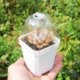 thumbnail image 4 of FESTFENDS 4Ud Cubierta Para Plantas Suculentas Con Transparente Y Material Práctico, 4 of 8