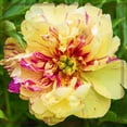 thumbnail image 5 of Peony Planting-Beautiful Garden Decoration-Simple to Grow-Garden Stakes Planting-Home Decoration, 5 of 8