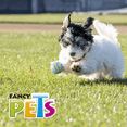 thumbnail image 4 of Fancy Pets Pelota Fetch Sport Color Azul para Perro Fancy Pets FL9436, 4 of 4