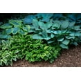 thumbnail image 2 of Mixed Hosta Perennials (6 Pack of Bare Roots) - Great Hardy Shade Plants, 2 of 4