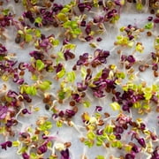 Mountain Valley Seed Company Bamboo Microgreens Grow Mats with High Water Holding Capacity (10 Pack)