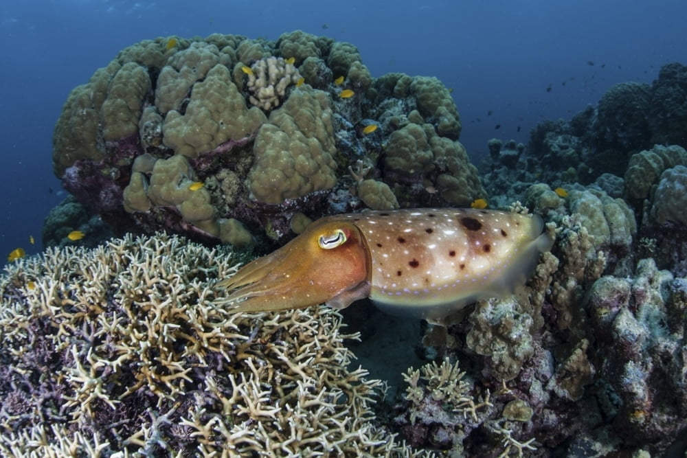 A cuttlefish lays eggs in a fire coral on a reef in the ...