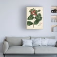 thumbnail image 3 of Vision Studio 'Antique Foliage and Fruit IV' Canvas Art, 3 of 3