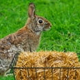 thumbnail image 2 of CUITING 2Pcs Hanging Hay Racks Decorative Hay Container Guinea Pig Hay Feeder Hay Holder, 2 of 7
