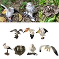 thumbnail image 1 of Modelos De Animales Coleccionables De Aves De Juguete De Animales De Aves En Miniatura Resistentes A Caídas Y Duraderas Para Jugar shamjiam Ornamento micro paisajista, 1 of 8