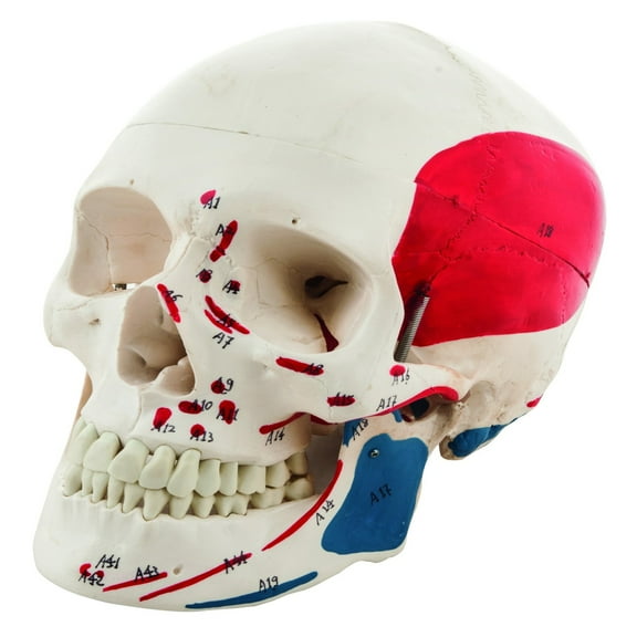 Human Adult Skull Model with Painted Muscle Details, 3 Part - Life Size Anatomical Replica - Numbered with Key Card - Medical Quality, 9 Inches - Removable Skull Cap - Eisco Labs