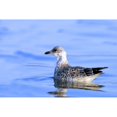 thumbnail image 2 of Posterazzi DPI1823016LARGE Young Gull Swimming Poster Print by Richard Wear, 34 x 22 - Large, 2 of 4
