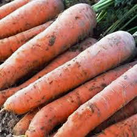 The Dirty Gardener Heirloom Organic Scarlet Nantes Carrots, 25+ (Best Way To Grow Carrots From Seed)
