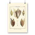 thumbnail image 1 of Strombe Shells Poster - Denis Diderot Designs,, 1 of 3