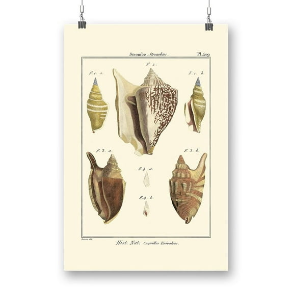 Strombe Shells Poster - Denis Diderot Designs,