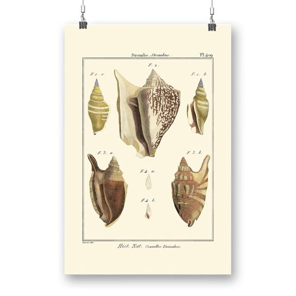 Strombe Shells Poster - Denis Diderot Designs,