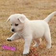 thumbnail image 3 of Trayknick Pet Cat Dog Puppy Dotted Dumbbell Bone Shape Squeaky Chew Play Interactive Toy Random Color, 3 of 13