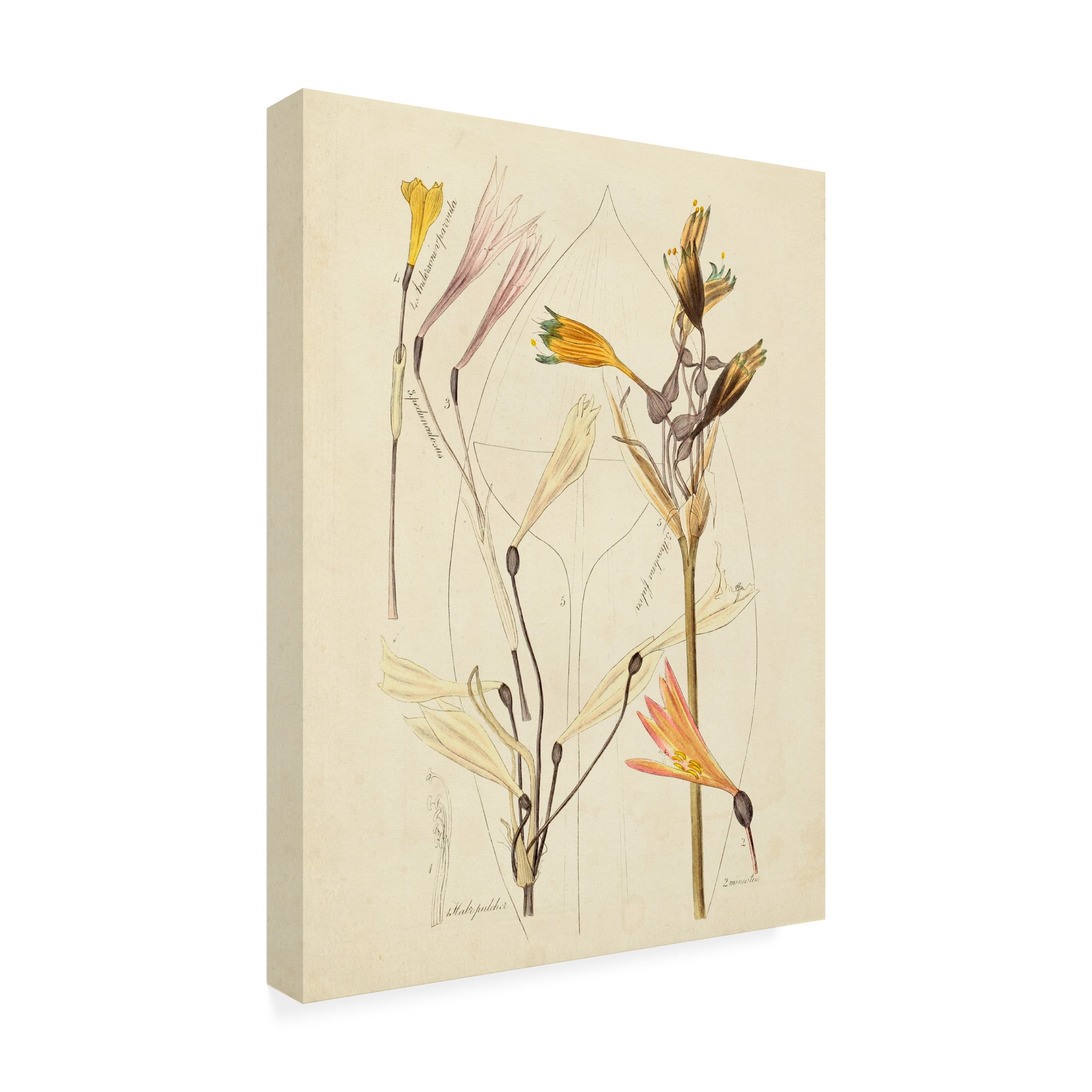 Vision Studio 'Antique Botanical Sketch VI' Canvas Art