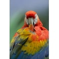 thumbnail image 2 of Fitzharris, Tim 23x32 Gold Ornate Wood Framed with Double Matting Museum Art Print Titled - Scarlet Macaw Preening II, 2 of 4