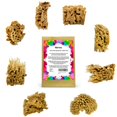 thumbnail image 1 of Esponjas de mar naturales para arte Naroa, pack de 8 para pintura, 1 of 7