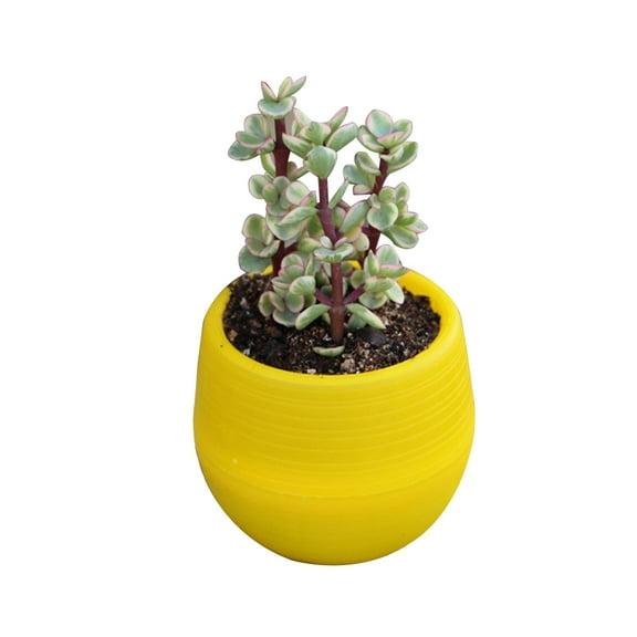 Mini Round Resin Flower Pot Solid Color Planter Home Office Decor for Succulents Cactus (Yellow)