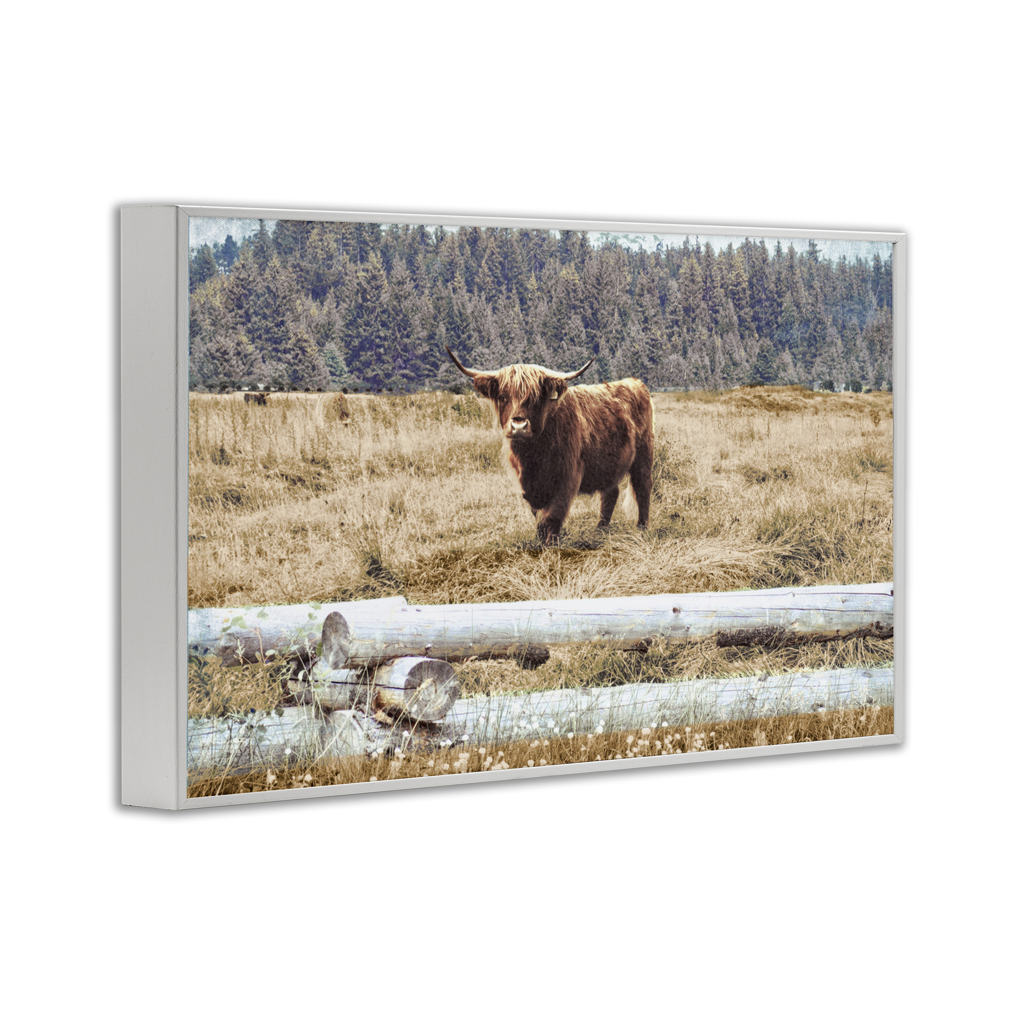Stupell Industries Country Cattle with Fence Animals & Insects Photography White Framed Art Print Wall Art, 30 x 20